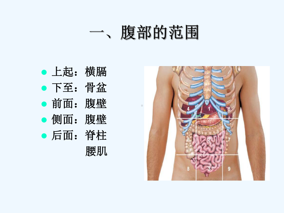 腹部体格检查基础知识讲解课件.ppt_第3页