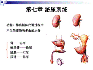 系统解剖学泌尿系统课件.ppt