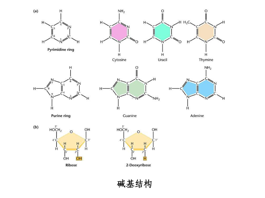 第2章遗传物质的分子基础课件.ppt_第3页