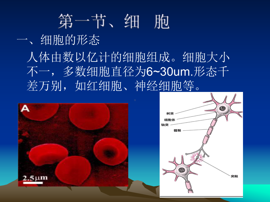 解剖学-第一章、细胞与基本组织课件.ppt_第2页