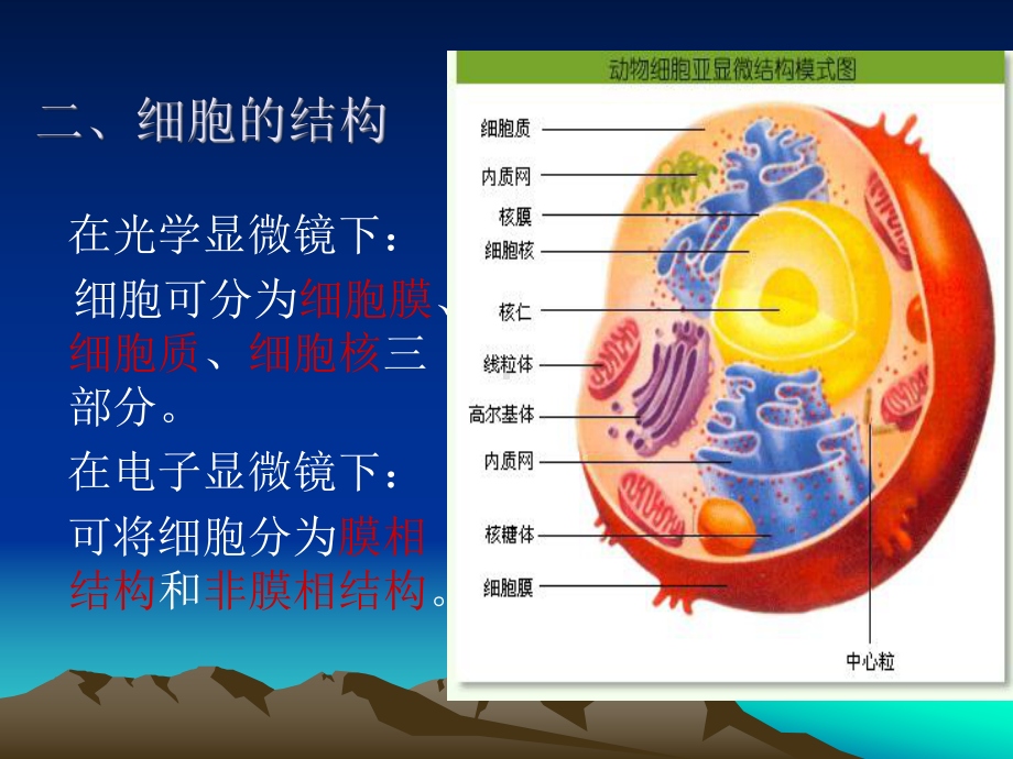 解剖学-第一章、细胞与基本组织课件.ppt_第3页