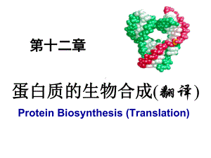 蛋白质的生物合成翻译课件.ppt