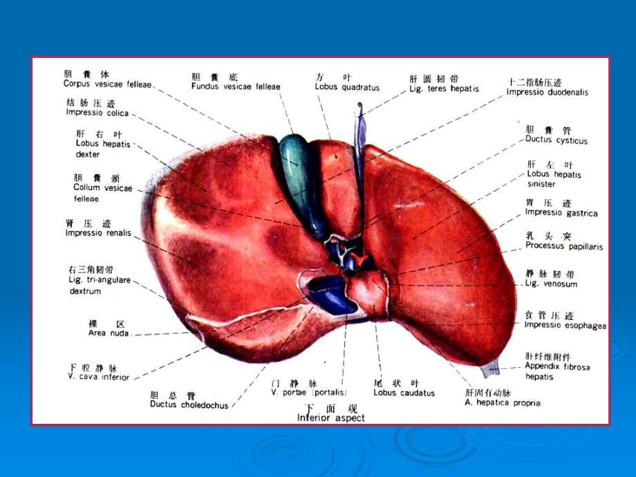 肝脏分段解剖影像学课件.pptx_第2页