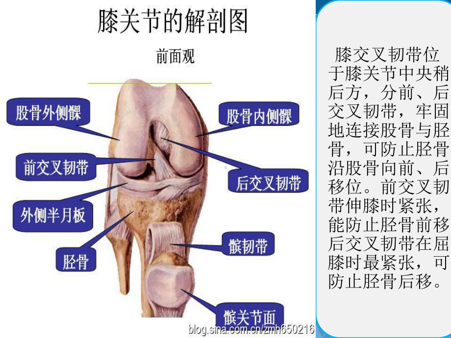 半月板损伤的护理及康复课件.ppt_第2页