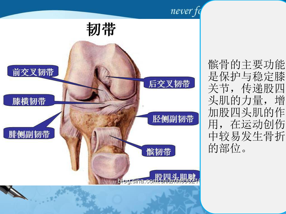 半月板损伤的护理及康复课件.ppt_第3页