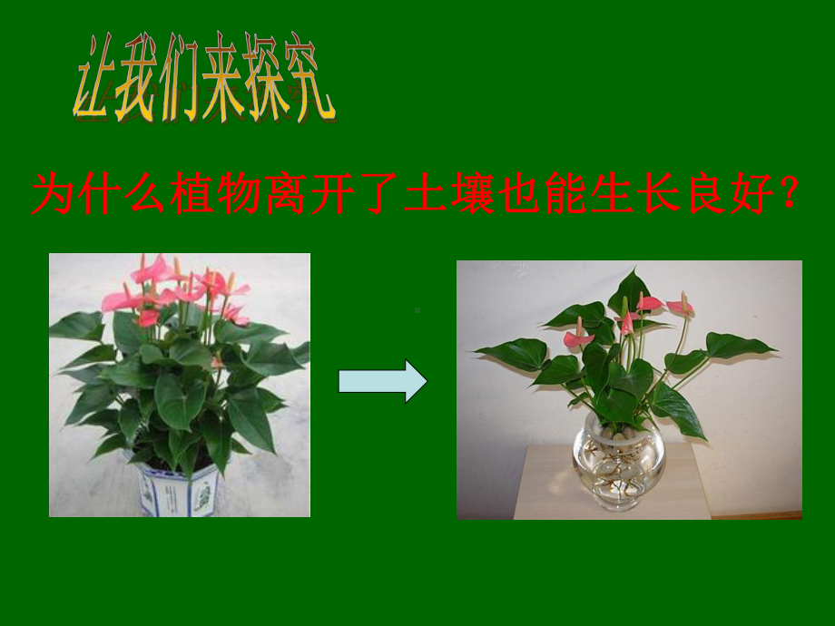 绿色植物的生长需要水和无机盐-课件2.ppt_第3页