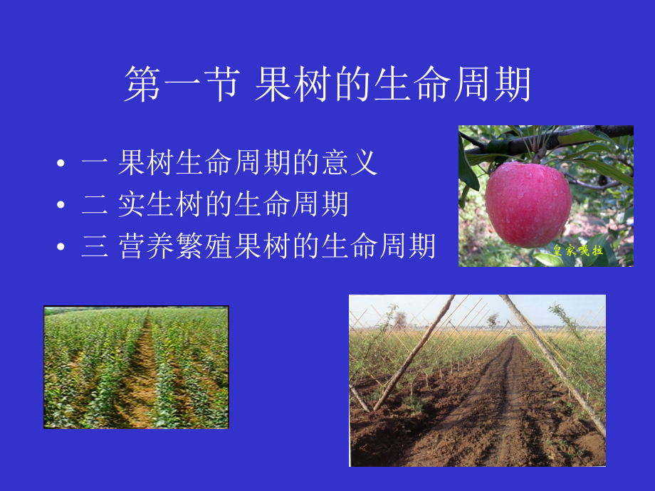 第二章果树的生命周期和年生长周期-精选课件.ppt_第2页