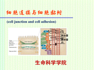 细胞连接与细胞黏附课件.ppt