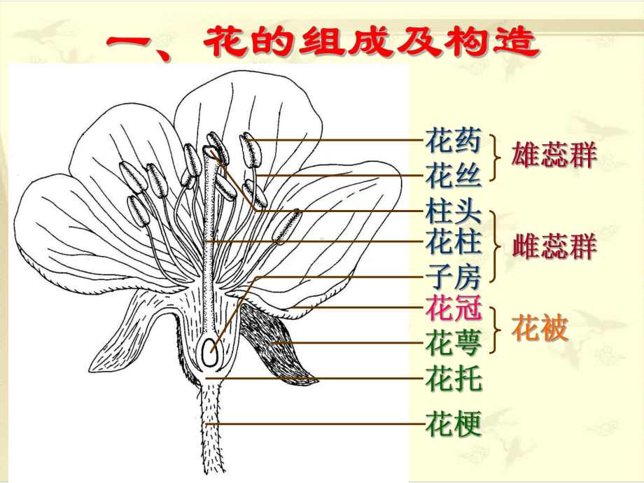 药用植物学：花课件.ppt_第3页