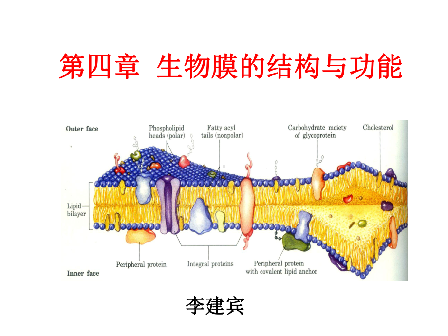 第四章生物膜的结构与功能资料课件.ppt_第2页