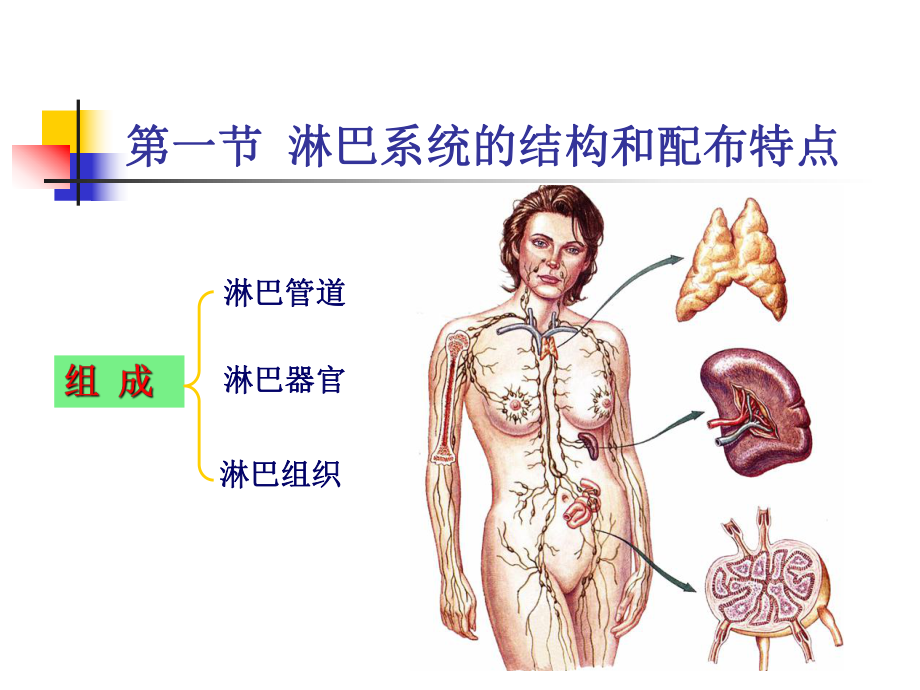 系统解剖学淋巴课件.ppt_第2页