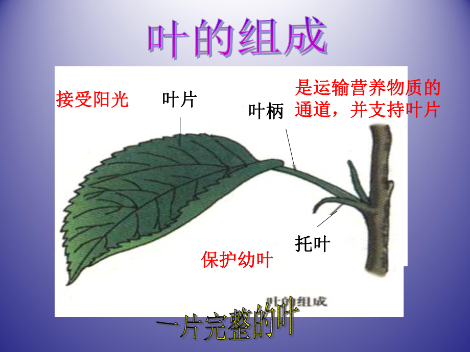 绿色开花植物的营养器官-课件.ppt_第2页