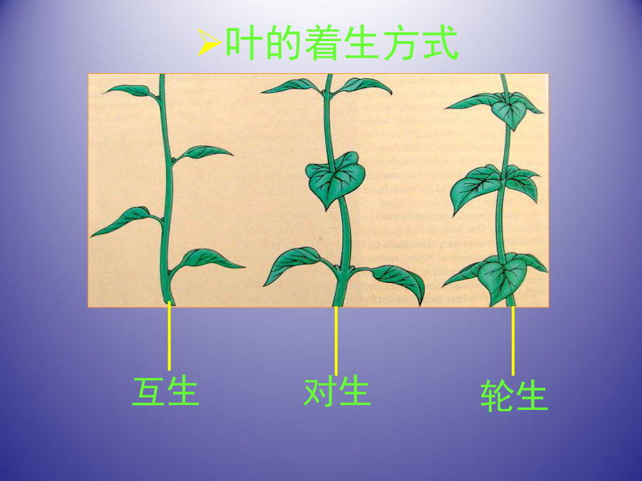 绿色开花植物的营养器官-课件.ppt_第3页