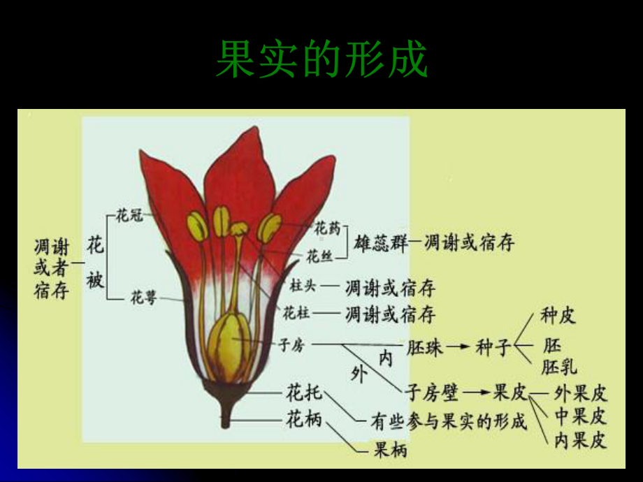 第四章繁殖器官5课件.ppt_第2页