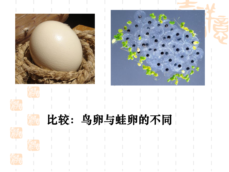 第四节--鸟的生殖和发育课件.ppt_第2页