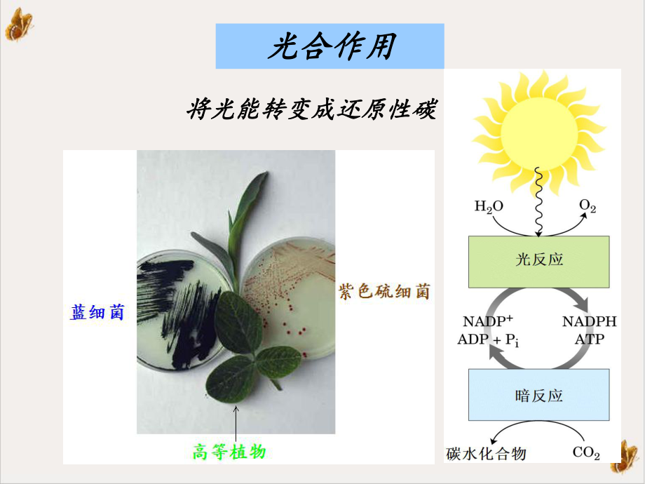 第二十六章光合作用课件.ppt_第3页