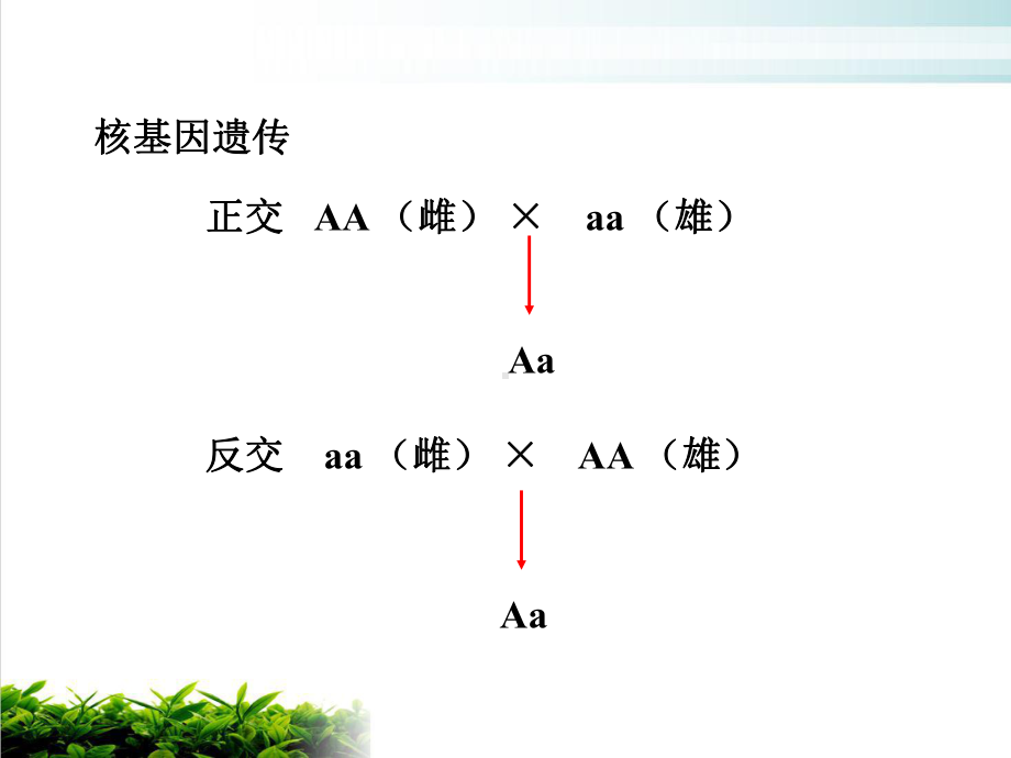 细胞质遗传学时课件1.ppt_第3页