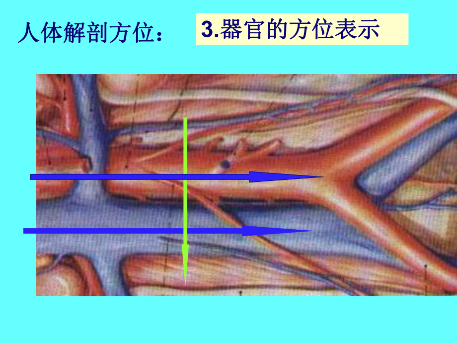 第一章人体基本结构概述-课件.ppt_第3页