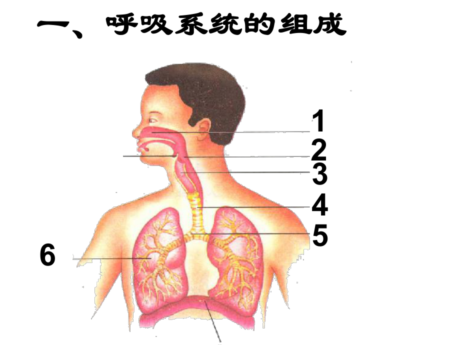 人教版七年级下册生物《第一节-呼吸道对空气的处理》课件.ppt_第3页