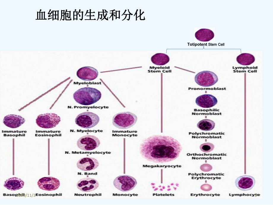 血细胞形态课件.ppt_第3页