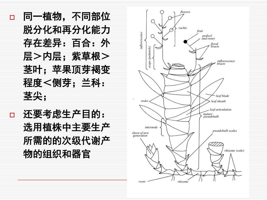 第二章植物细胞的获取课件.ppt_第3页