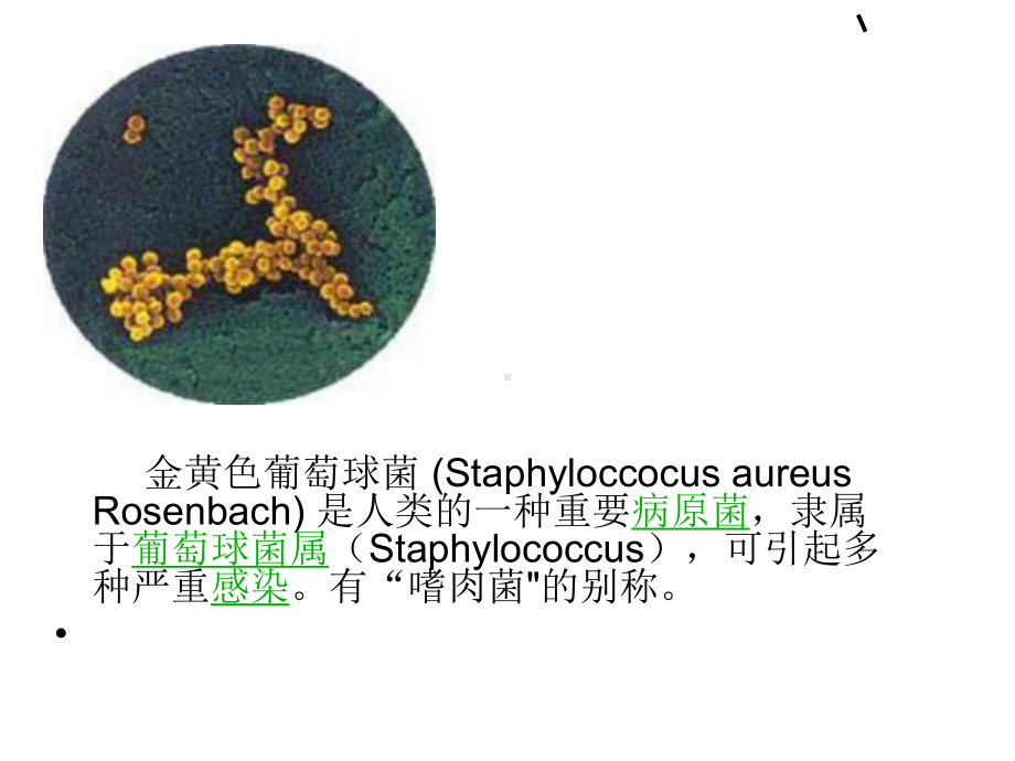 第四节-金黄色葡萄球菌检验教学提纲课件.ppt_第2页