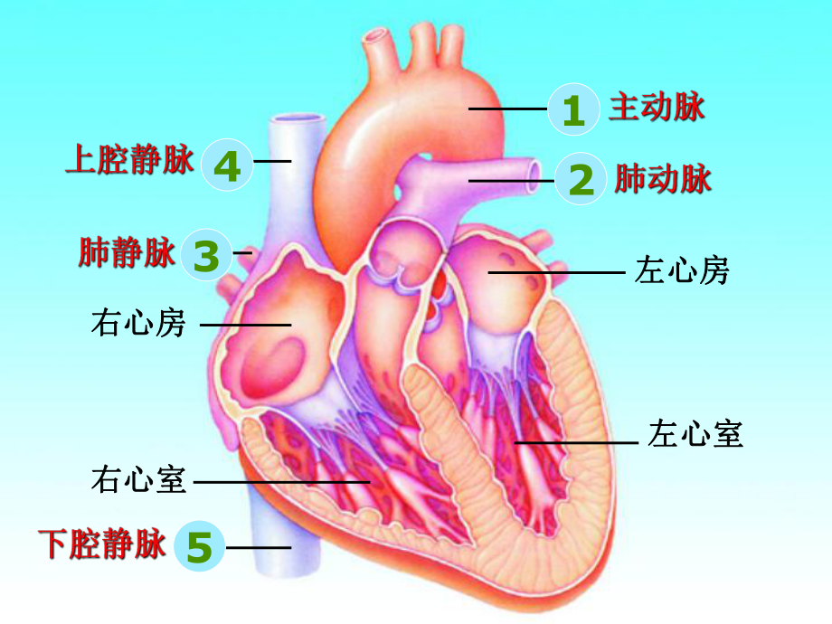 物质运输的途径有动画课件.ppt_第3页