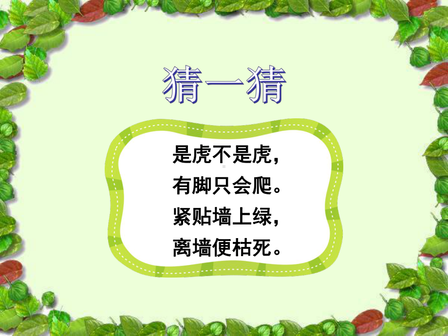 部编版爬山虎的脚（课件）.ppt_第1页