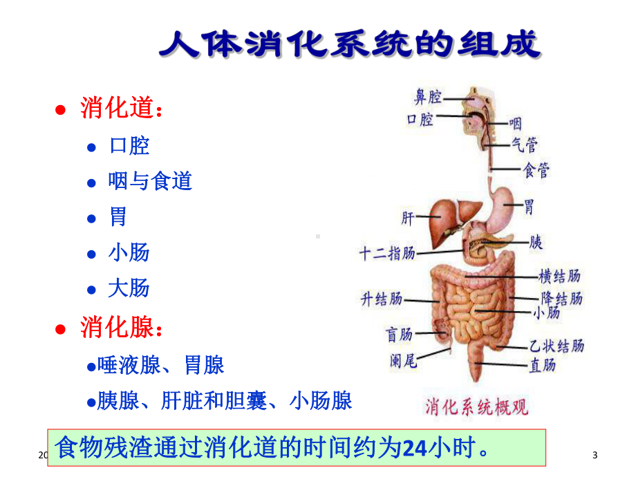 高职高专食品营养与卫生课程消化与吸收课件.ppt_第3页