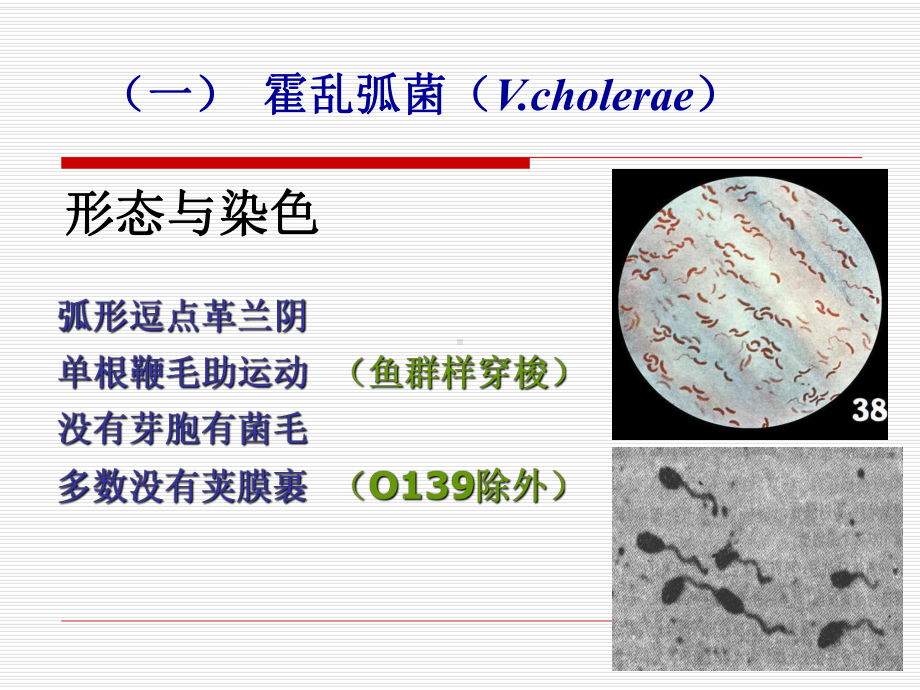 霍乱弧菌课件.ppt_第3页