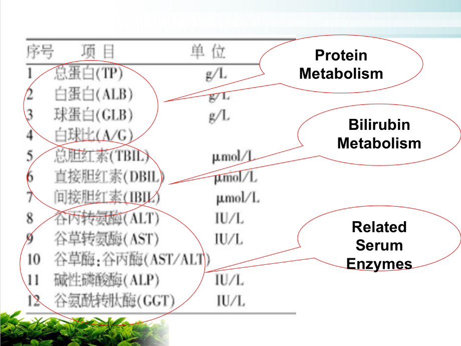 肝功能检查及粪便课件.ppt_第3页