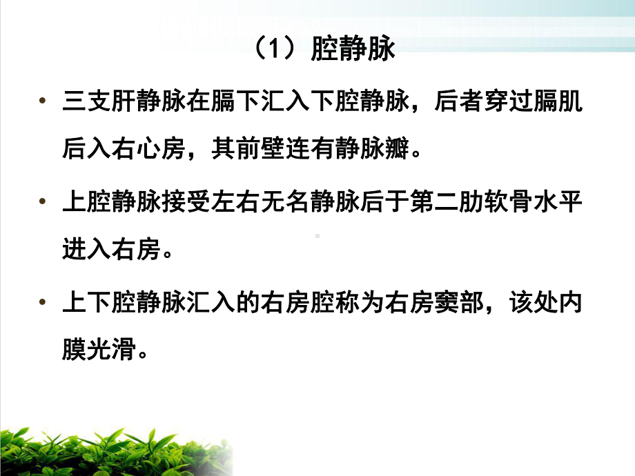 超声心动图的应用解剖及表准化测量优质课件.ppt_第3页