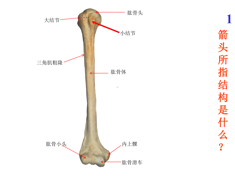 系统解剖学实验考试题全集课件.pptx_第1页