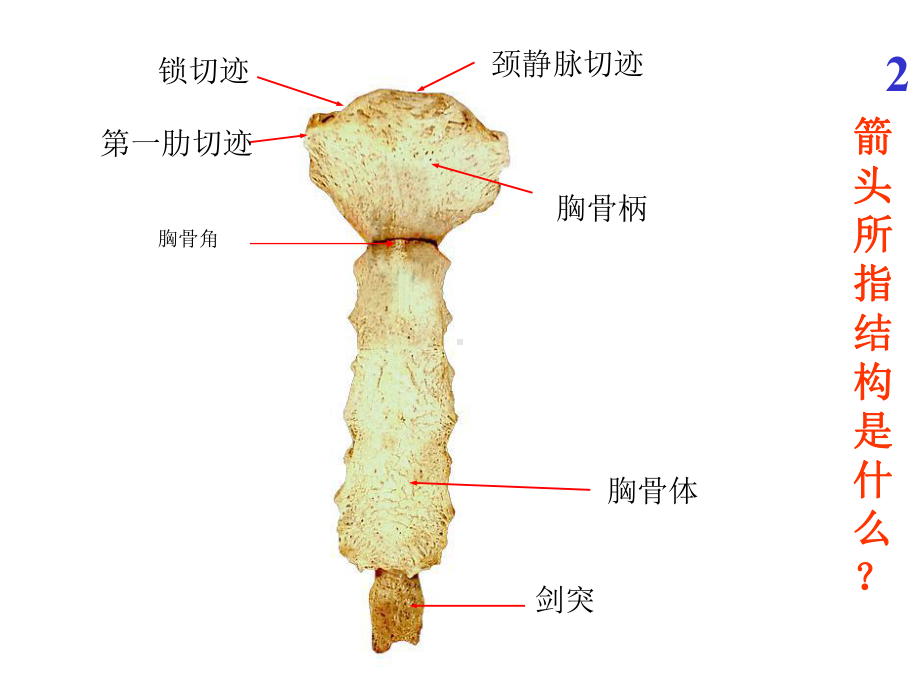 系统解剖学实验考试题全集课件.pptx_第2页