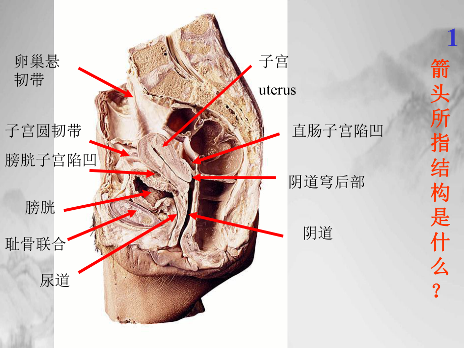 系统解剖学实验考试图全课件.pptx_第1页