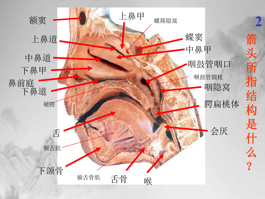 系统解剖学实验考试图全课件.pptx_第2页