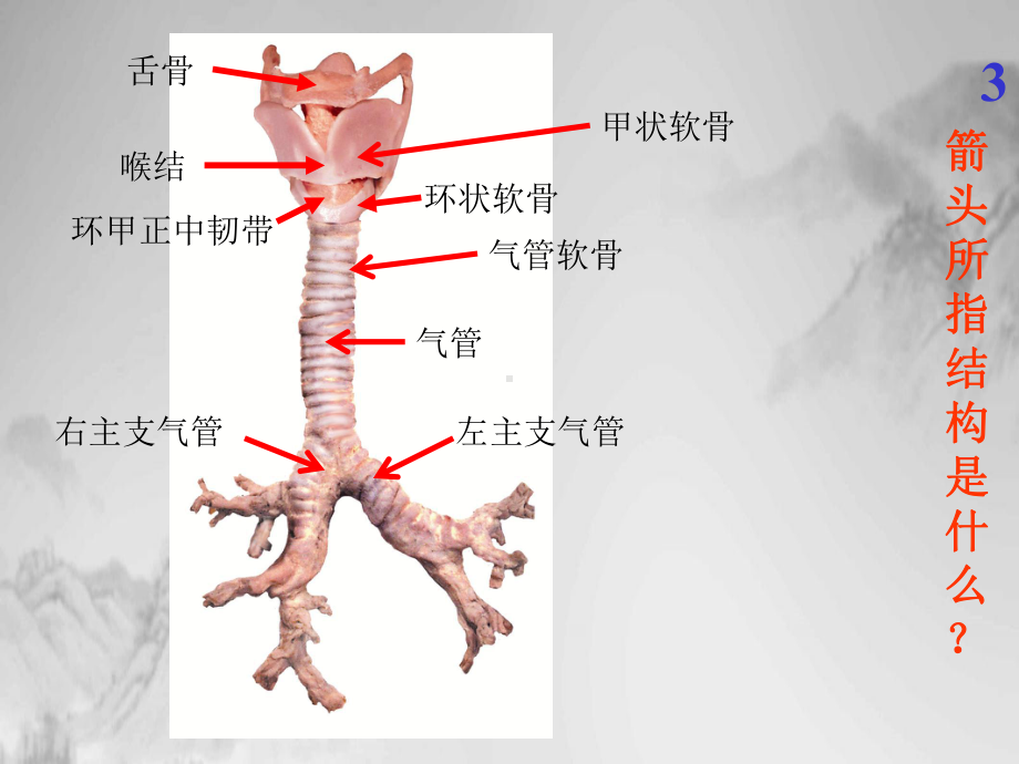 系统解剖学实验考试图全课件.pptx_第3页