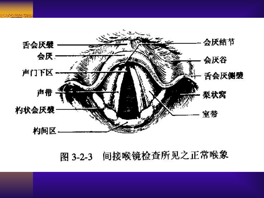 第五讲喉的临床应用解剖学和生理学课件.ppt_第2页