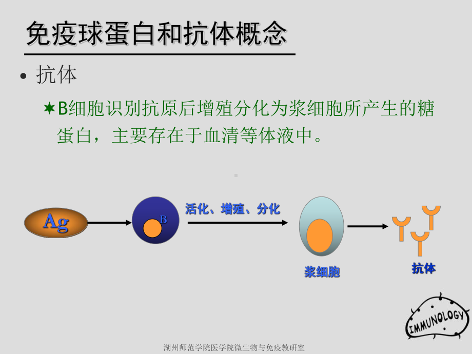 第4章免疫球蛋白1课件.ppt_第3页