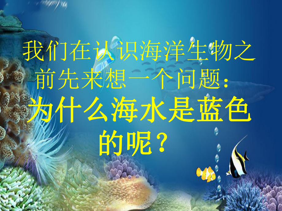 美丽的海洋生物课件.ppt_第3页