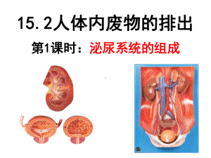 第2节人体内废物的排出课件.ppt