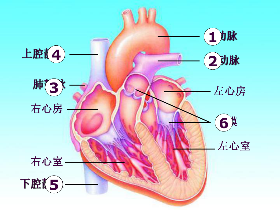 血液循环途径课件.ppt_第2页