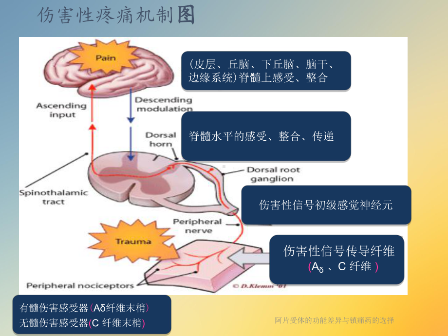 阿片受体的功能差异与镇痛药的选择课件.ppt_第2页