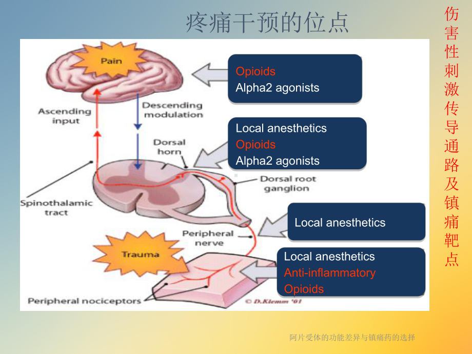 阿片受体的功能差异与镇痛药的选择课件.ppt_第3页