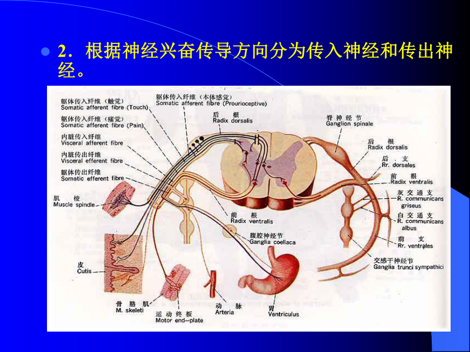 第一节神经系统及其整合功能课件.ppt_第3页