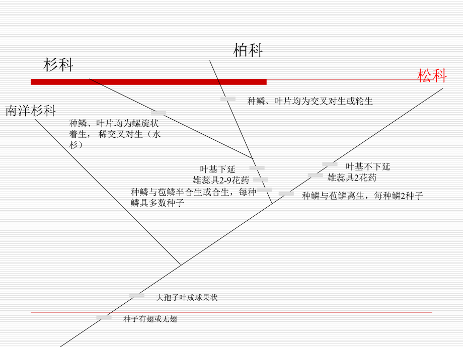 第三章-裸子植物松柏纲课件.ppt_第3页