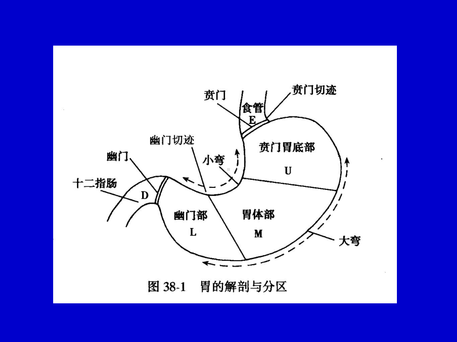 胃十二指肠溃疡幻灯课件.ppt_第3页