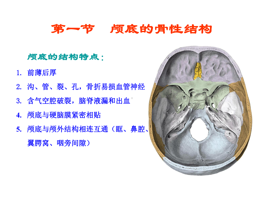 颅底解剖学-课件.ppt_第2页