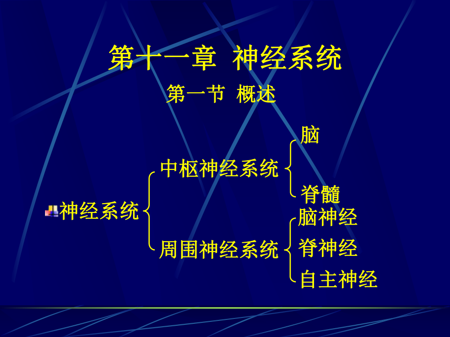 第十一章神经系统课件.ppt_第1页