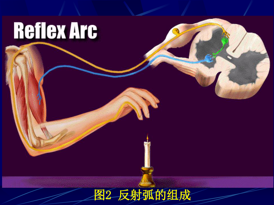 第十一章神经系统课件.ppt_第3页